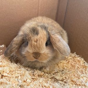 Meet your Posher, Gracie